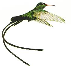 jamaica-national-bird